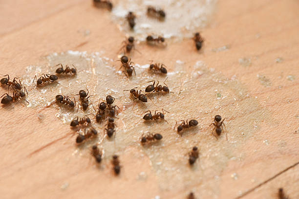 Best Commercial Pest Control Services  in Wytheville, VA