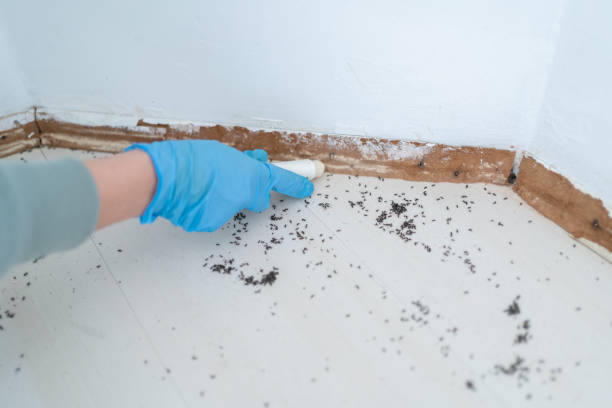 Insect Control in Wytheville, VA